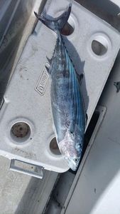 Blackfin Tuna