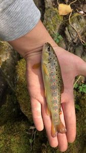 Brown Trout