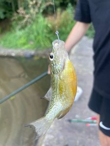 Green Sunfish