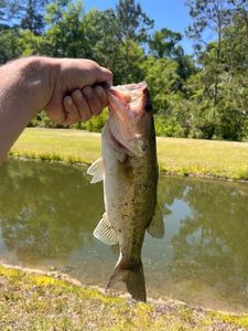 Largemouth Bass