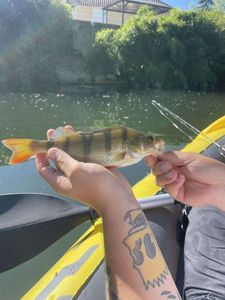 European Perch