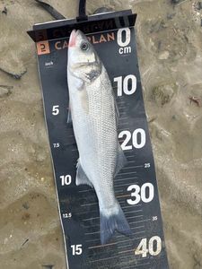 European Bass (Seabass)