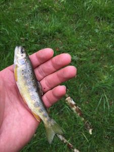 Brown Trout