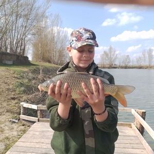 Common Carp