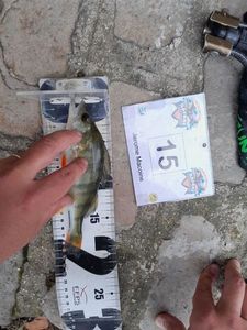 European Perch