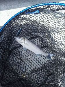 European Bass (Seabass)