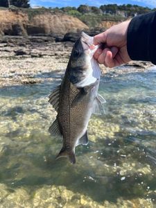 European Bass (Seabass)