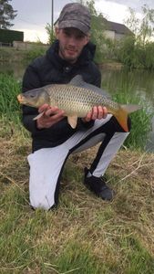 Common Carp