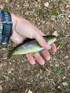 Brown Trout
