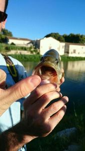Largemouth Bass
