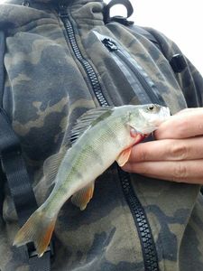 European Perch