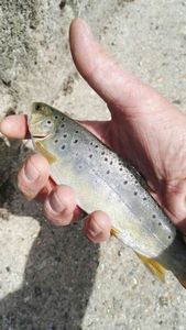 Brown Trout