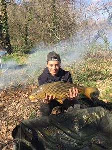 Common Carp