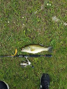 Largemouth Bass