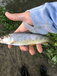 Brown Trout