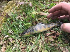 Brown Trout
