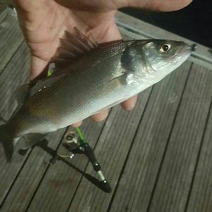 European Bass (Seabass)