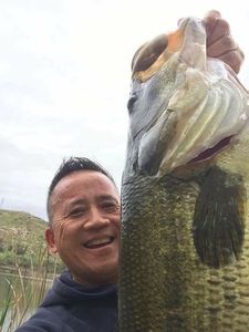 Largemouth Bass