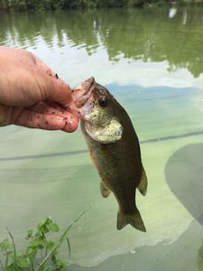 Largemouth Bass