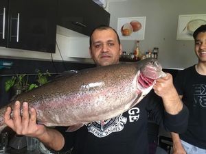 Rainbow Trout