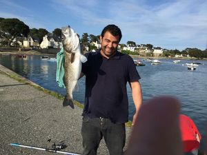 European Bass (Seabass)