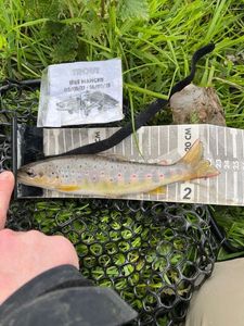 Brown Trout