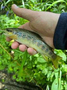 Brown Trout