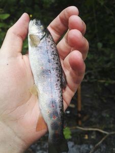 Brown Trout