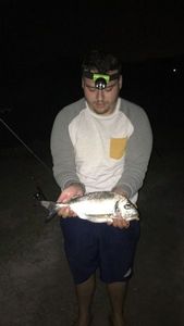 Gilthead Seabream