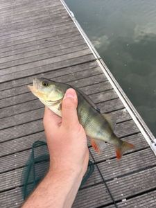 European Perch