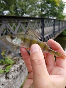 European Perch