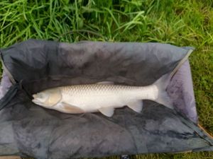 Grass Carp