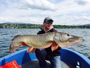 Northern Pike