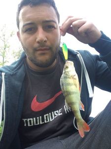 European Perch