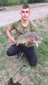 Common Carp