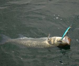 European Bass (Seabass)