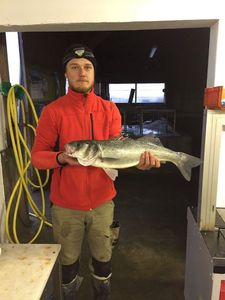 European Bass (Seabass)