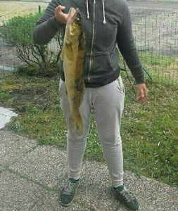 Zander