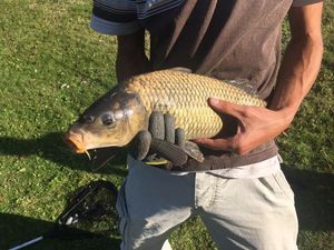 Common Carp