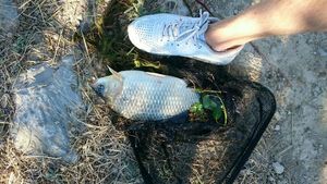 Crucian Carp