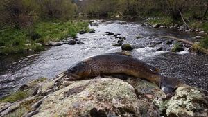 Brown Trout