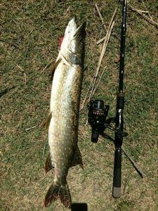 Northern Pike