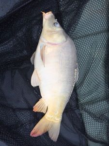 Mirror Carp