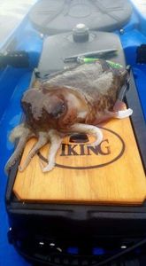 Common Cuttlefish