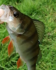 European Perch