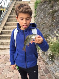 European Perch