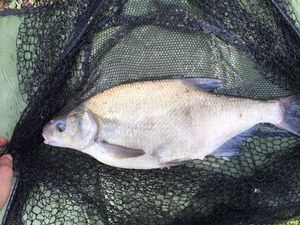 Common Bream