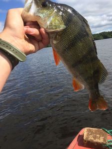 European Perch