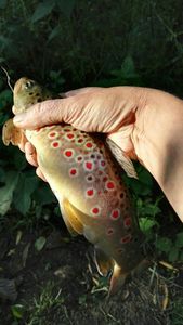 Brown Trout