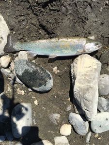 Rainbow Trout